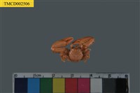 藏品(瓷蟹科)的圖片